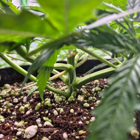 Super Skunk growlog timeline photo