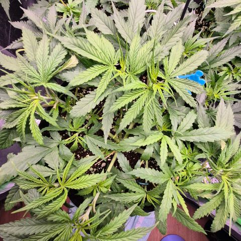 Super Skunk growlog timeline photo