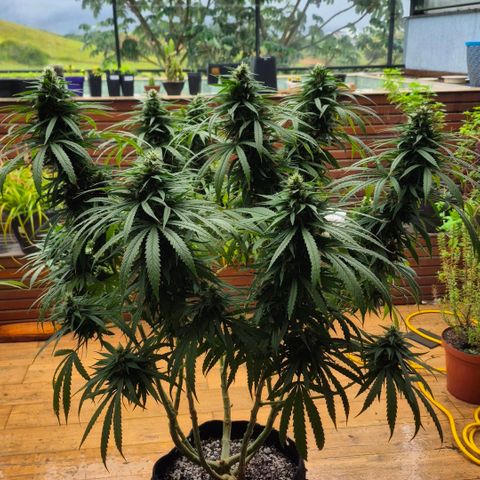 Super Skunk growlog timeline photo