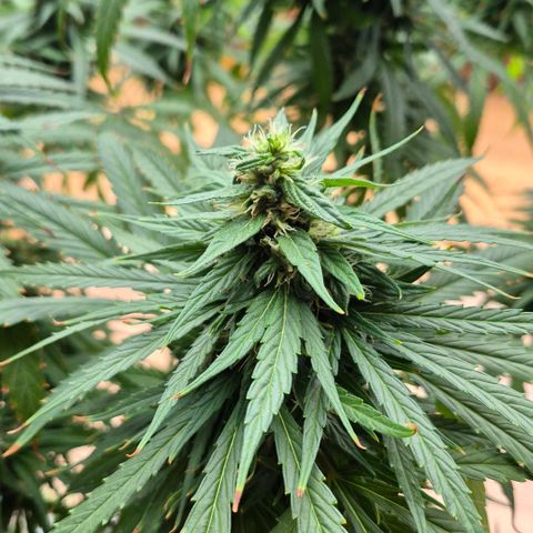 Super Skunk growlog timeline photo