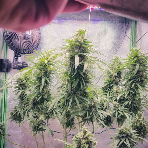 Super Skunk growlog timeline photo