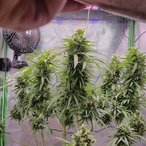 Super Skunk growlog timeline photo