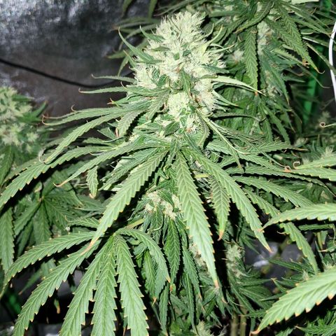 Super Skunk growlog timeline photo