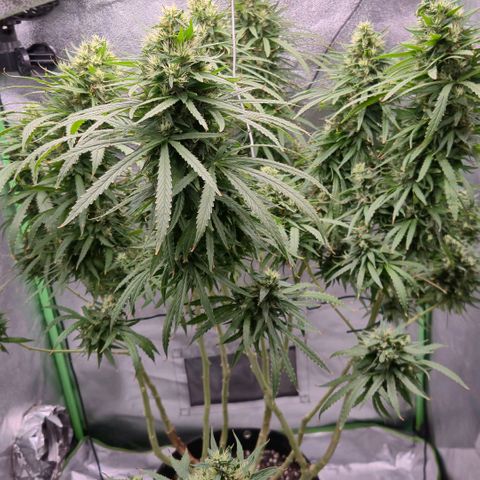 Super Skunk growlog timeline photo