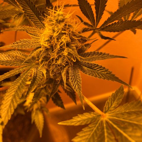 OG Kush growlog timeline photo