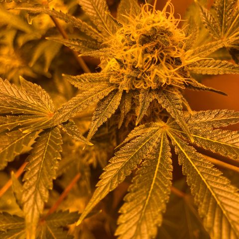 OG Kush growlog timeline photo