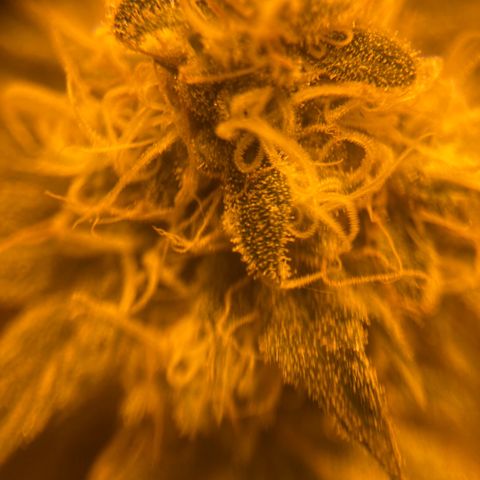 OG Kush growlog timeline photo