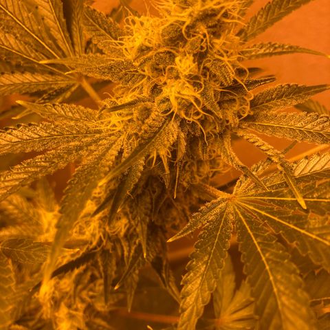 OG Kush growlog timeline photo
