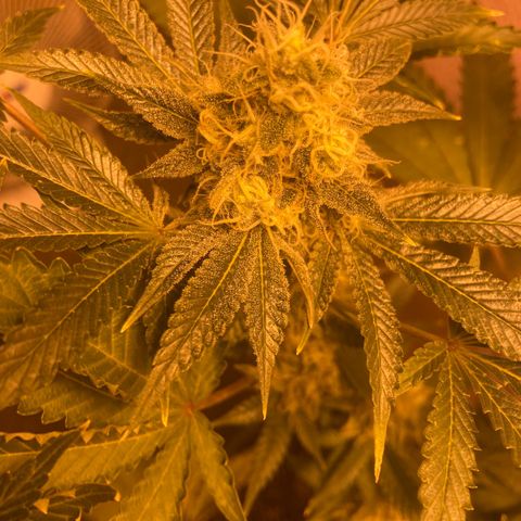 OG Kush growlog timeline photo