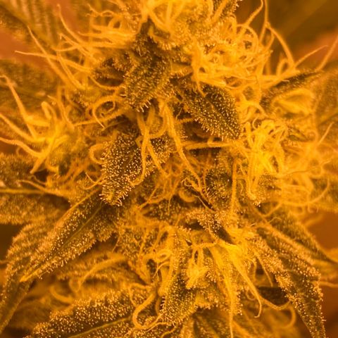 OG Kush growlog timeline photo
