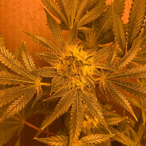 OG Kush growlog timeline photo