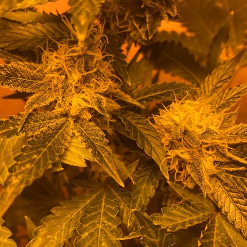 OG Kush growlog timeline photo