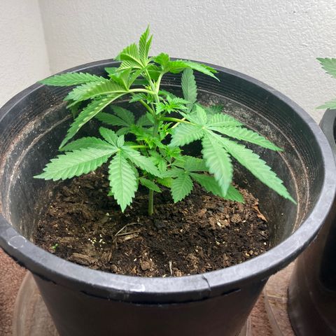 OG Kush growlog timeline photo
