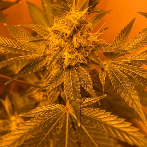 OG Kush growlog timeline photo