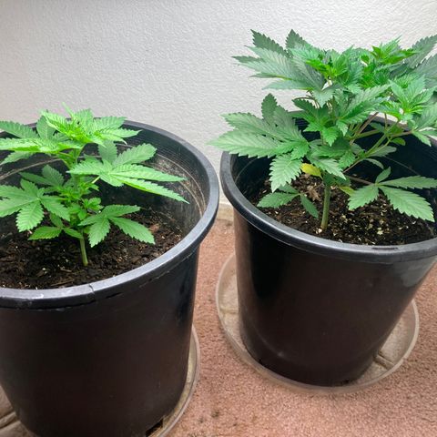 OG Kush growlog timeline photo