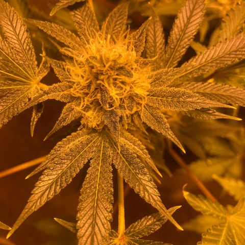 OG Kush growlog timeline photo