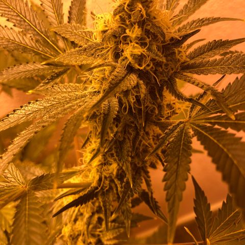 OG Kush growlog timeline photo