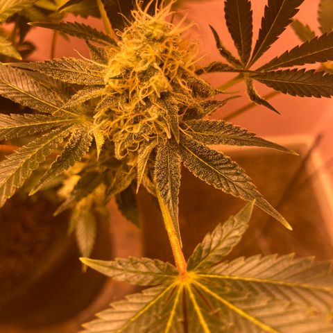 OG Kush growlog timeline photo