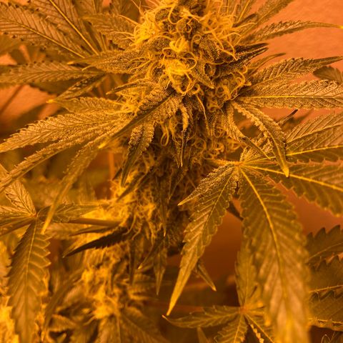 OG Kush growlog timeline photo