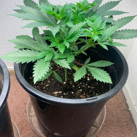 OG Kush growlog timeline photo
