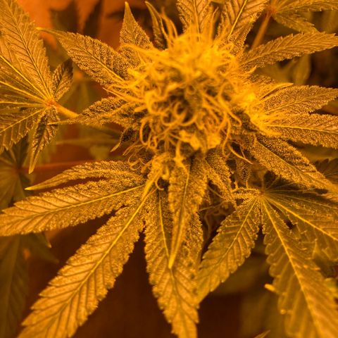 OG Kush growlog timeline photo