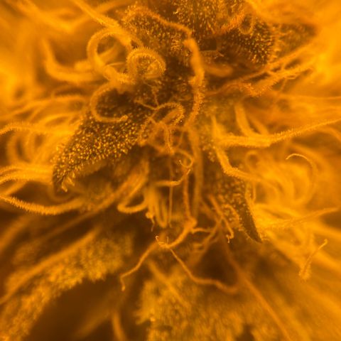OG Kush growlog timeline photo