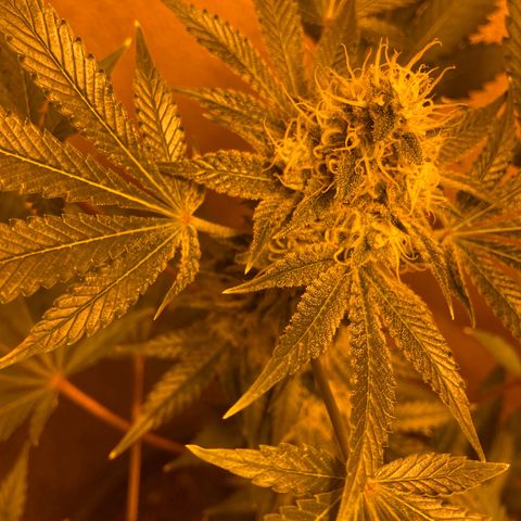 OG Kush growlog timeline photo