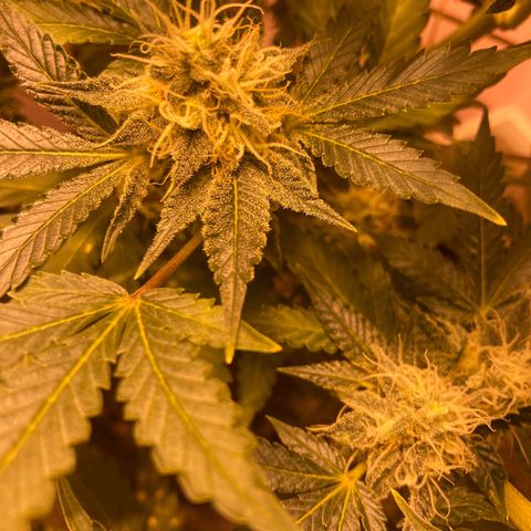 OG Kush growlog timeline photo