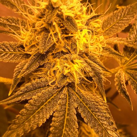 OG Kush growlog timeline photo