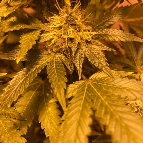 OG Kush growlog timeline photo