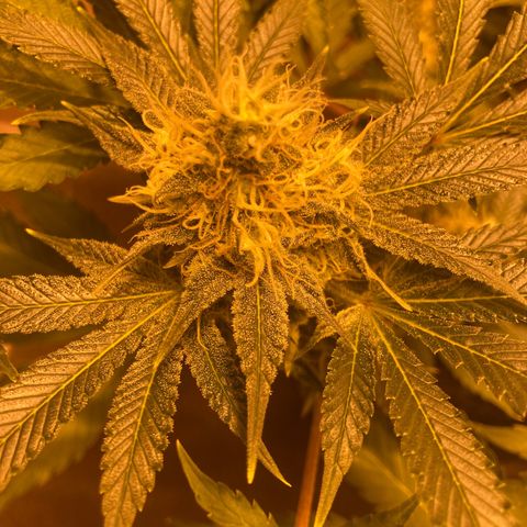 OG Kush growlog timeline photo