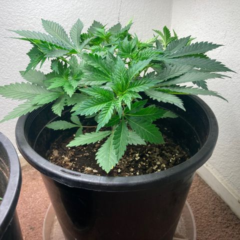 OG Kush growlog timeline photo