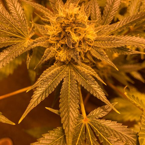 OG Kush growlog timeline photo
