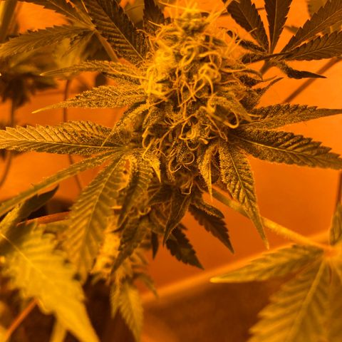 OG Kush growlog timeline photo