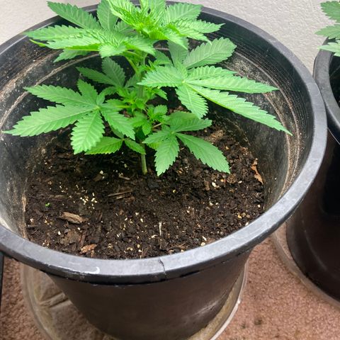 OG Kush growlog timeline photo