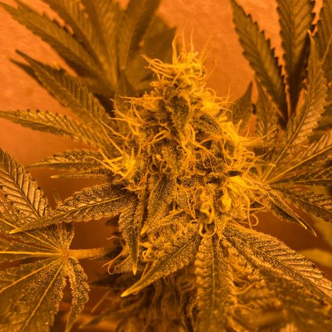 OG Kush growlog timeline photo