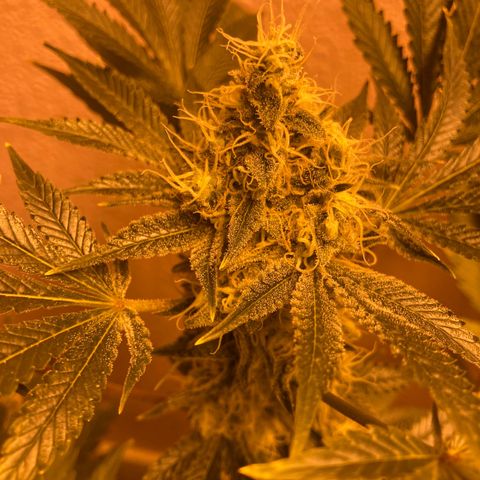 OG Kush growlog timeline photo