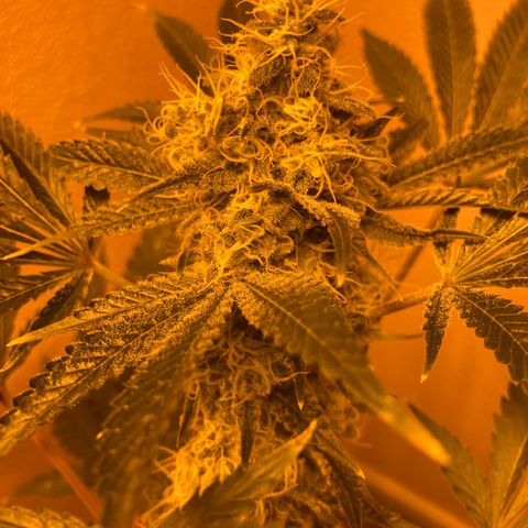 OG Kush growlog timeline photo