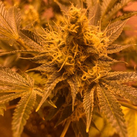 OG Kush growlog timeline photo