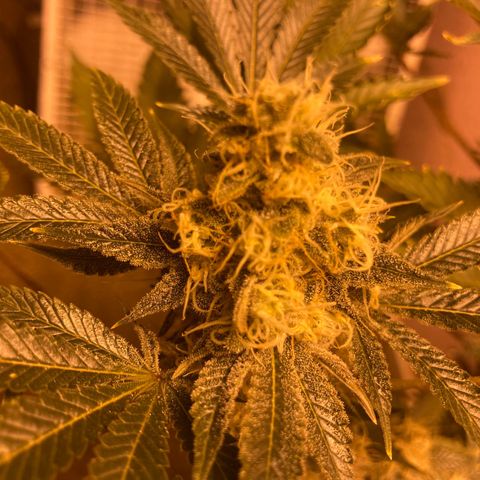 OG Kush growlog timeline photo
