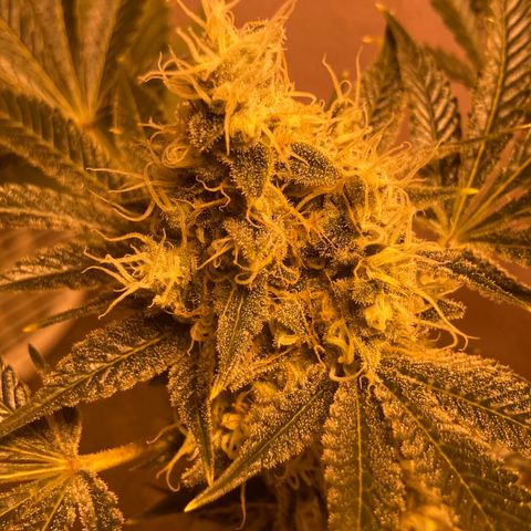 OG Kush growlog timeline photo