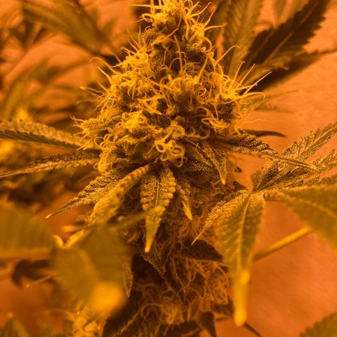 OG Kush growlog timeline photo