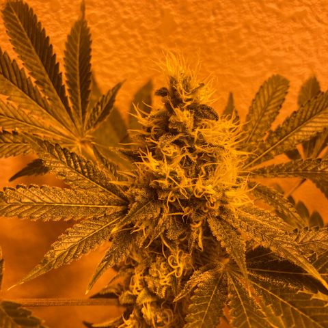OG Kush growlog timeline photo