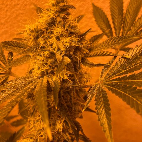 OG Kush growlog timeline photo