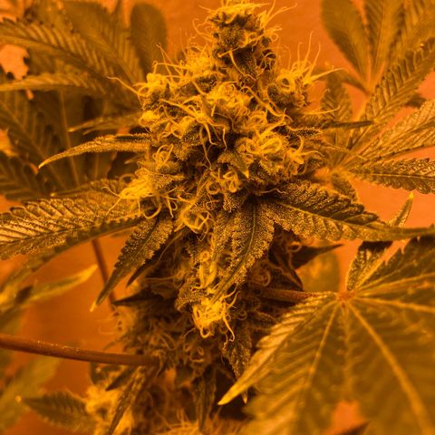 OG Kush growlog timeline photo