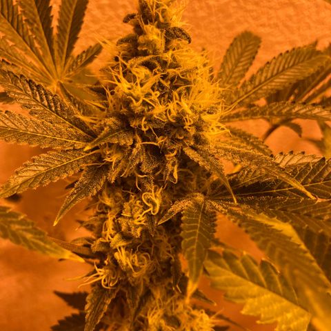 OG Kush growlog timeline photo