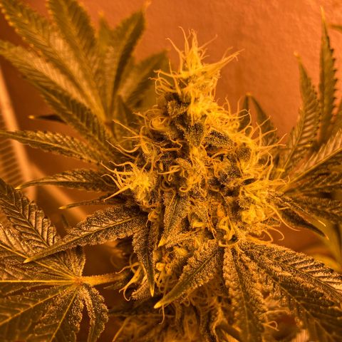 OG Kush growlog timeline photo