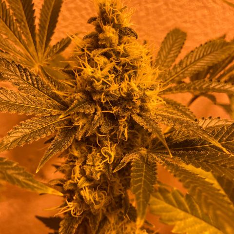 OG Kush growlog timeline photo