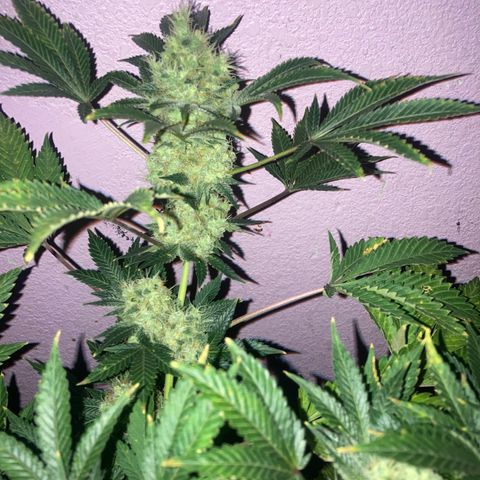 OG Kush growlog timeline photo
