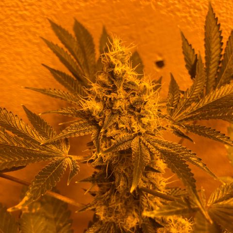 OG Kush growlog timeline photo